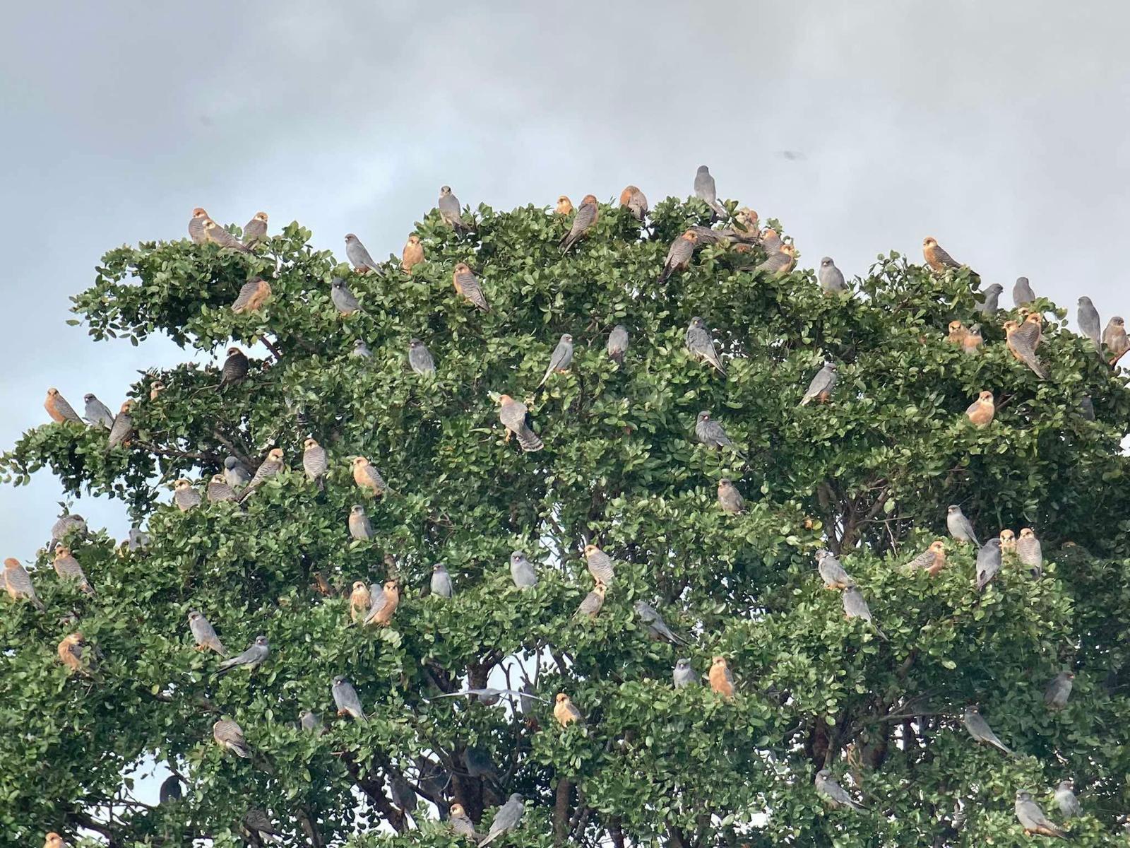 Újabb expedíció FALCOPOLIS-ban